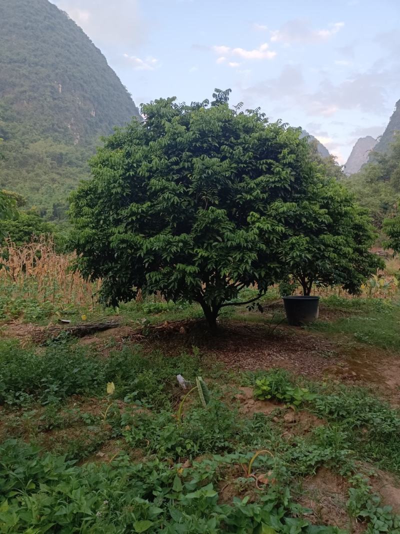 桂林黄皮果苗，鸡心黄皮果苗，黑黄皮果苗，无核黄皮果苗，