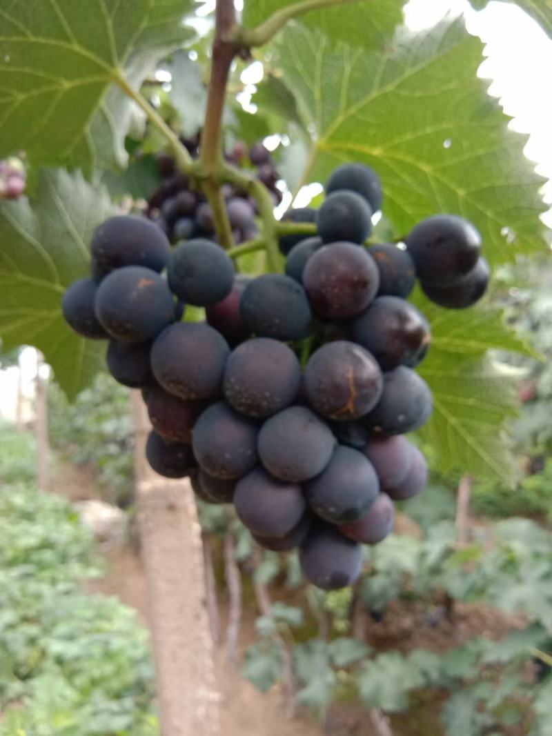精品巨峰葡萄产地直发量大从优欢迎随时咨询
