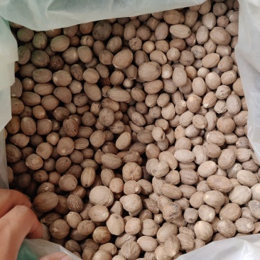精品肉蔻肉豆蔻各种中药材调料批发零售实物