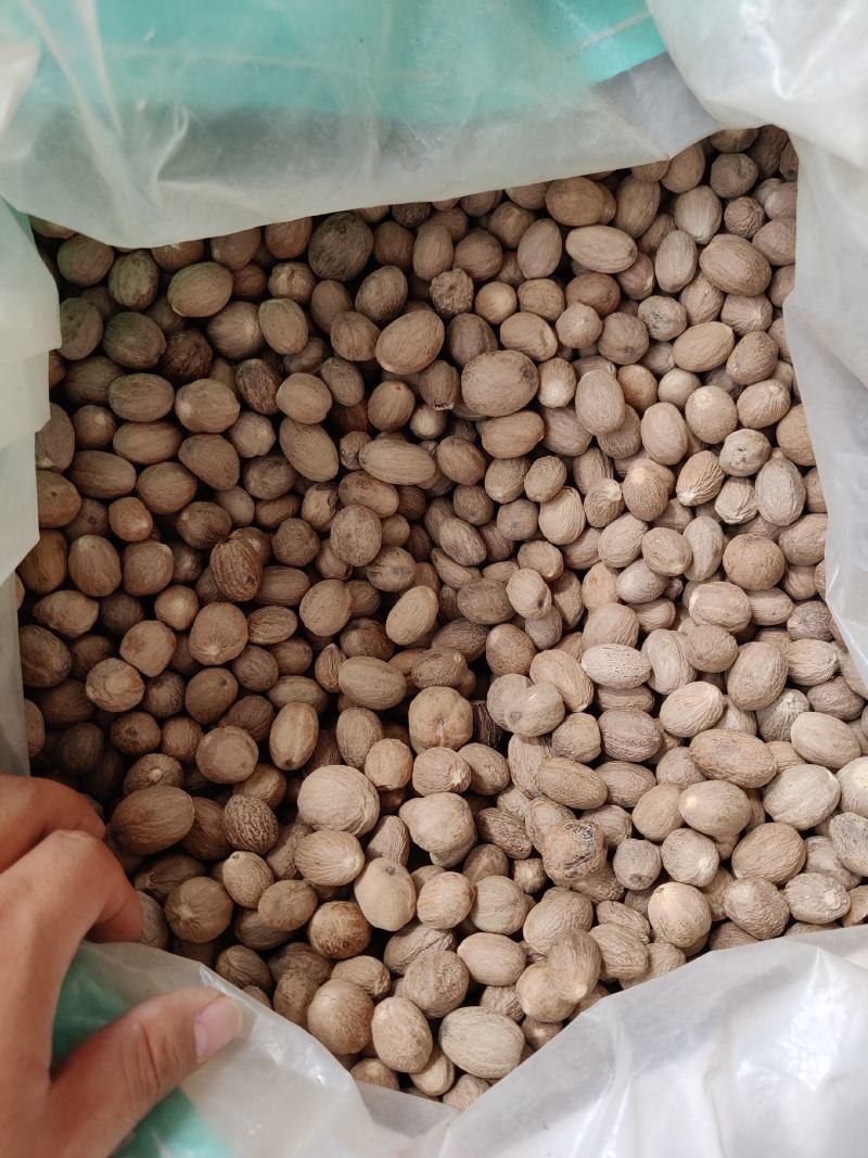 精品肉蔻肉豆蔻各种中药材调料批发零售实物