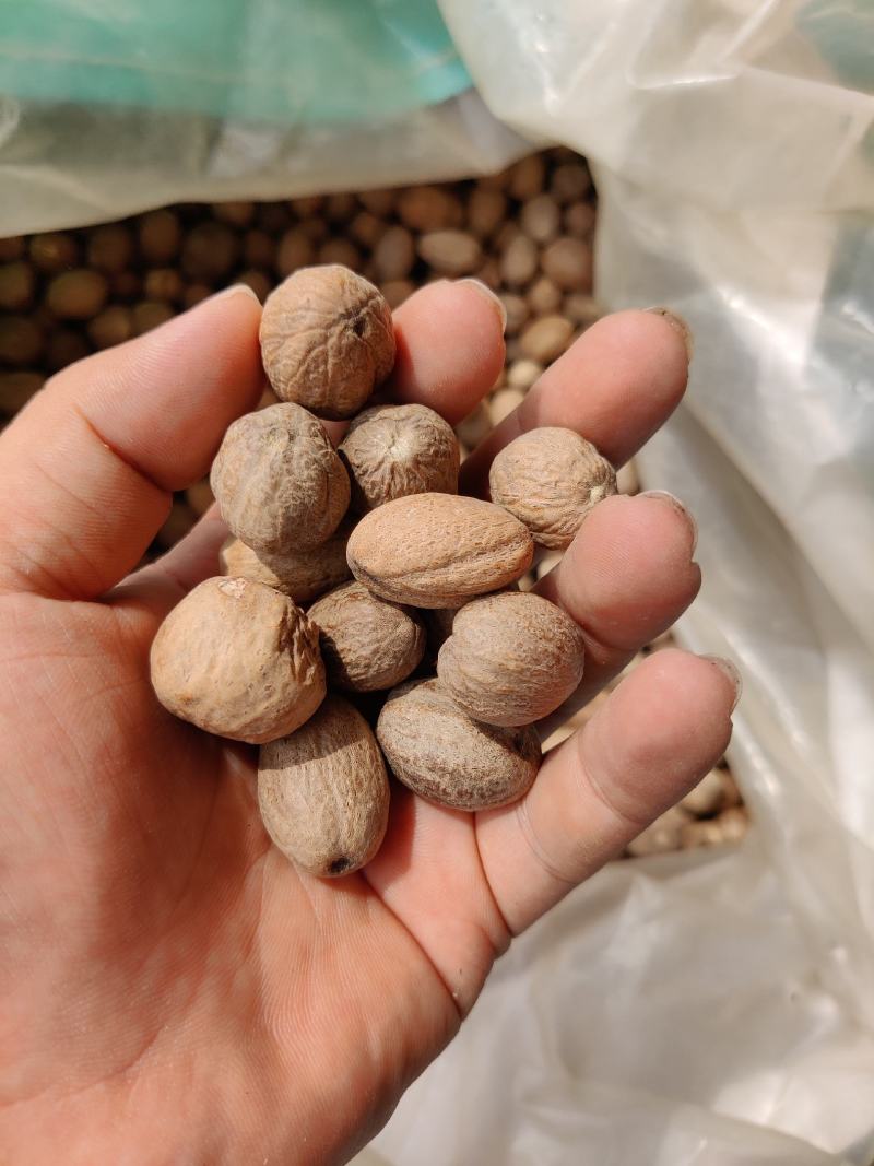 精品肉蔻肉豆蔻各种中药材调料批发零售实物