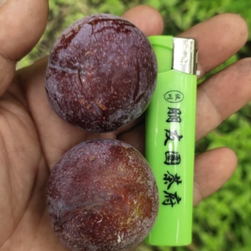 茂汶脆红李场地直销实力代办，代发产地供货