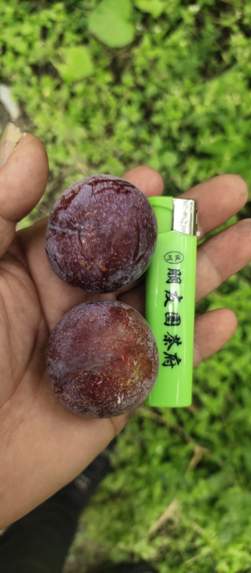 茂汶脆红李场地直销实力代办，代发产地供货
