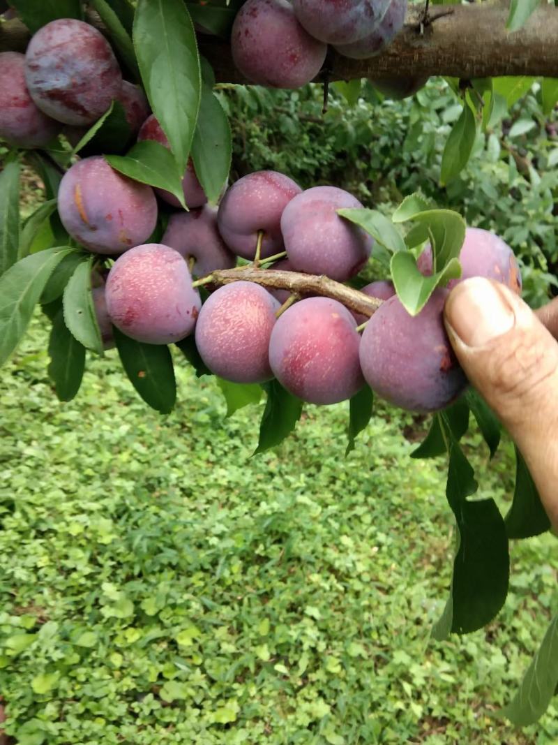 茂汶脆红李场地直销实力代办，代发产地供货