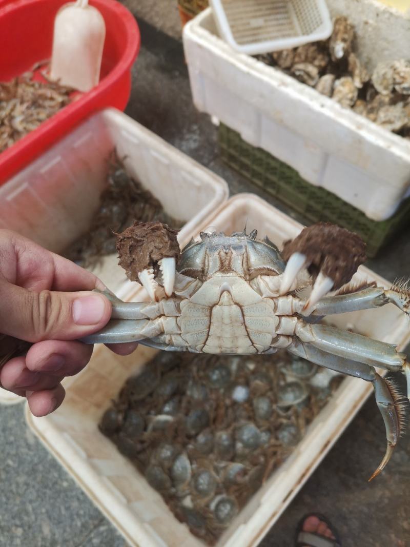 黄河口大闸蟹