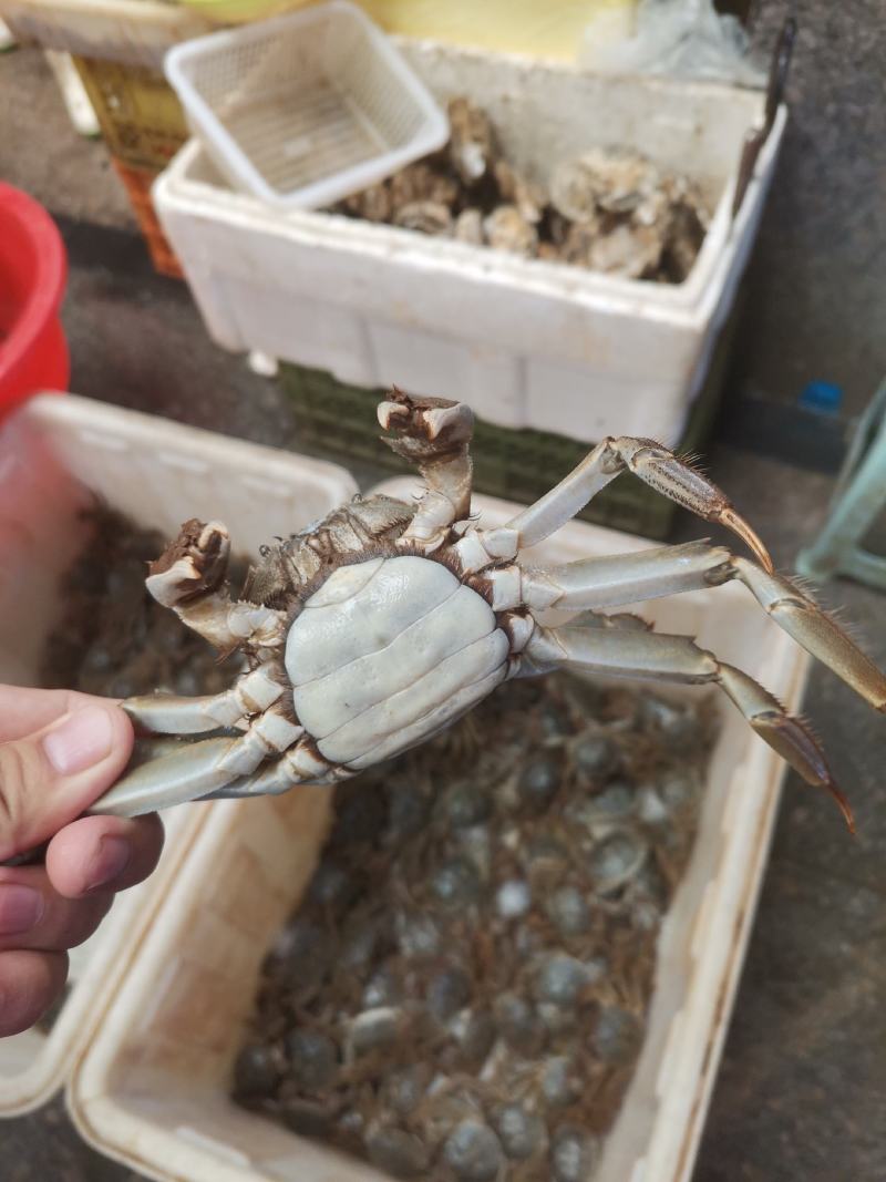 黄河口大闸蟹