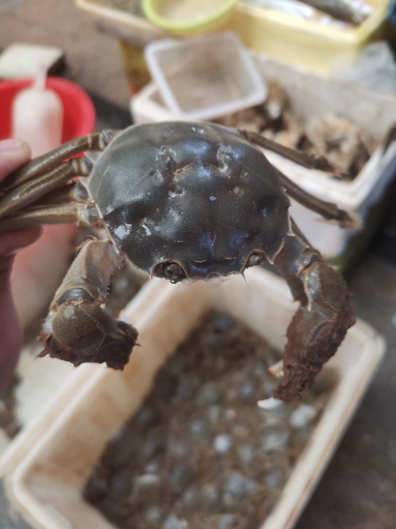 黄河口大闸蟹