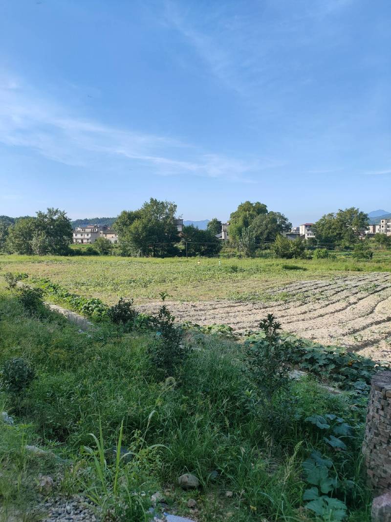 菜地出租12亩，已经整平可以大田种植，路面硬化到土地边