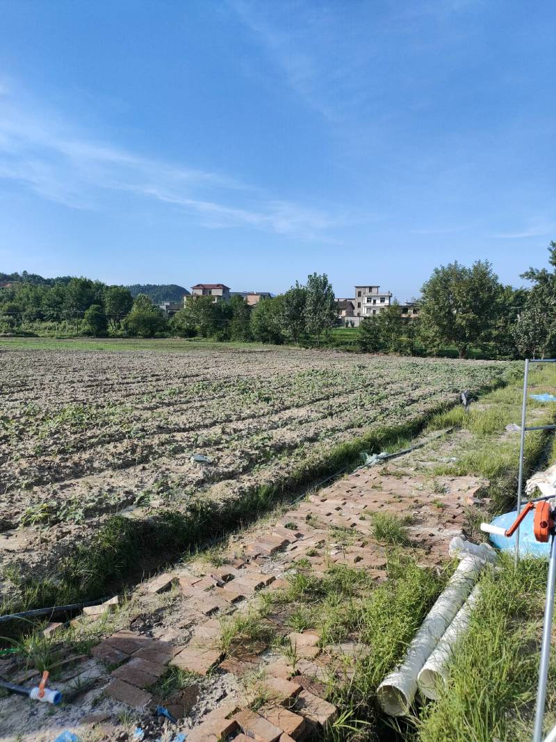 菜地出租12亩，已经整平可以大田种植，路面硬化到土地边