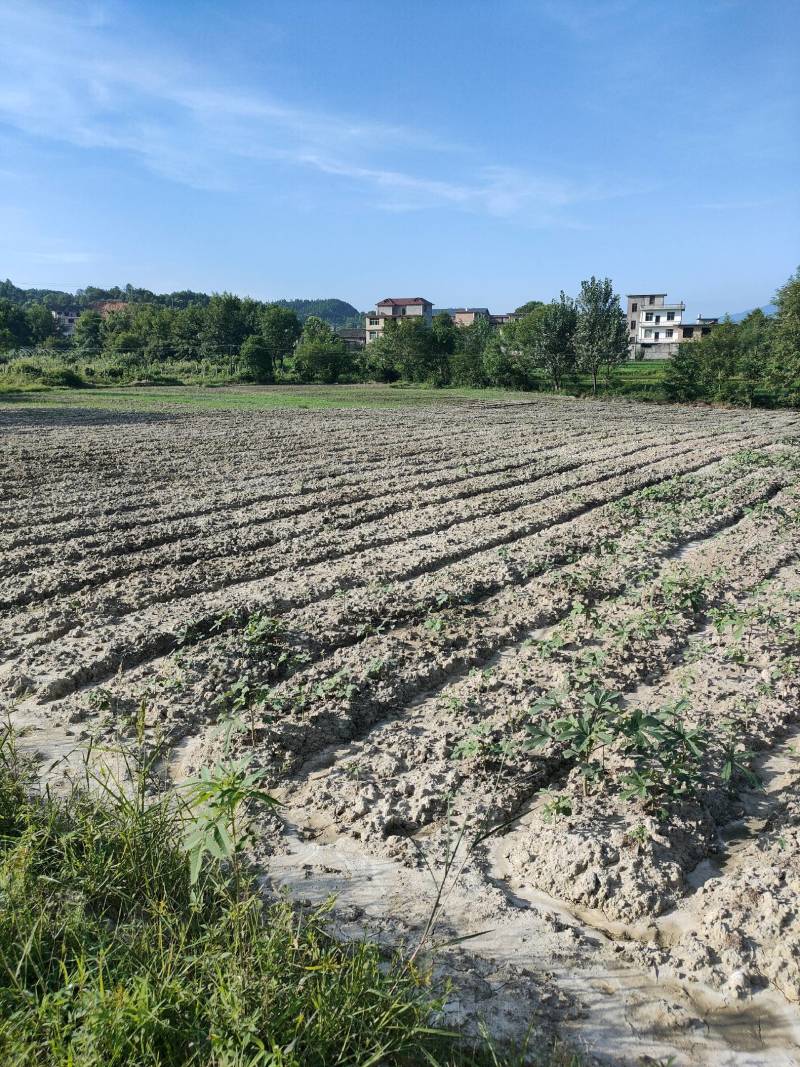 菜地出租12亩，已经整平可以大田种植，路面硬化到土地边