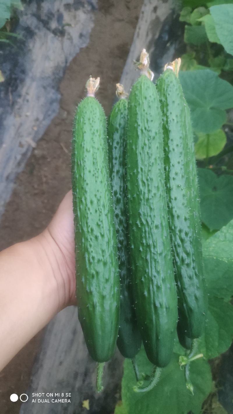 黄瓜短条中条细条绿油亮黑油亮干花带刺鲜花带刺