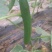 黄瓜短条中条细条绿油亮黑油亮干花带刺鲜花带刺
