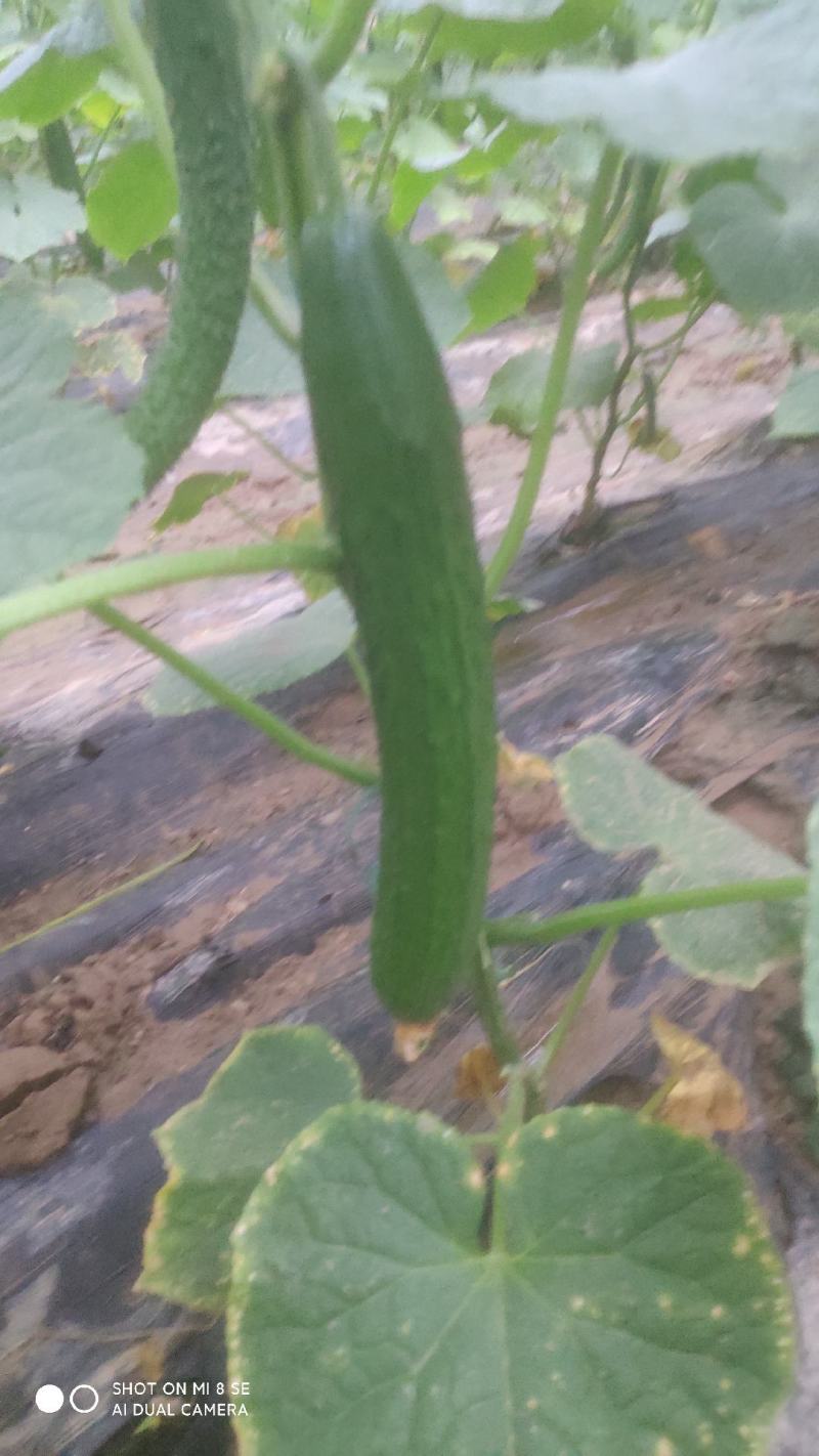 黄瓜短条中条细条绿油亮黑油亮干花带刺鲜花带刺
