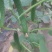 黄瓜短条中条细条绿油亮黑油亮干花带刺鲜花带刺