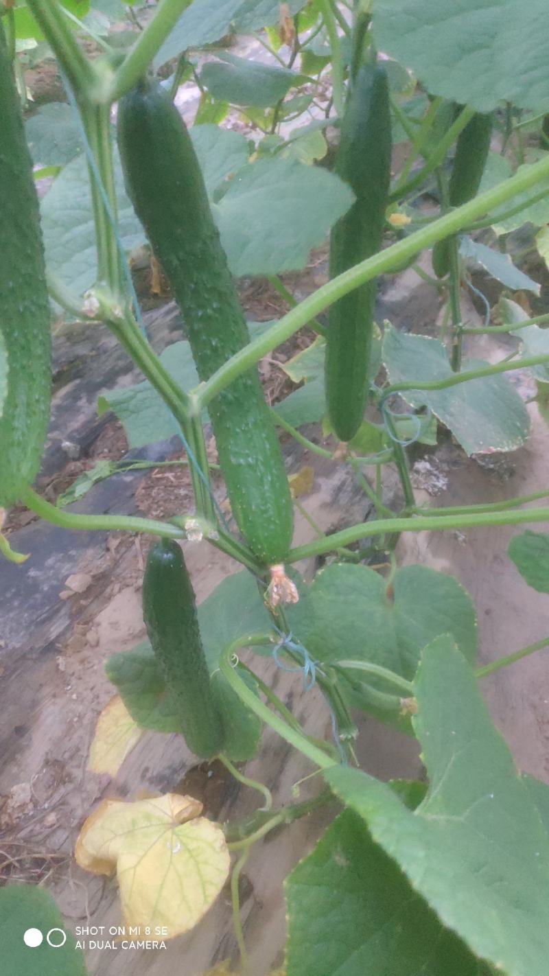 黄瓜短条中条细条绿油亮黑油亮干花带刺鲜花带刺