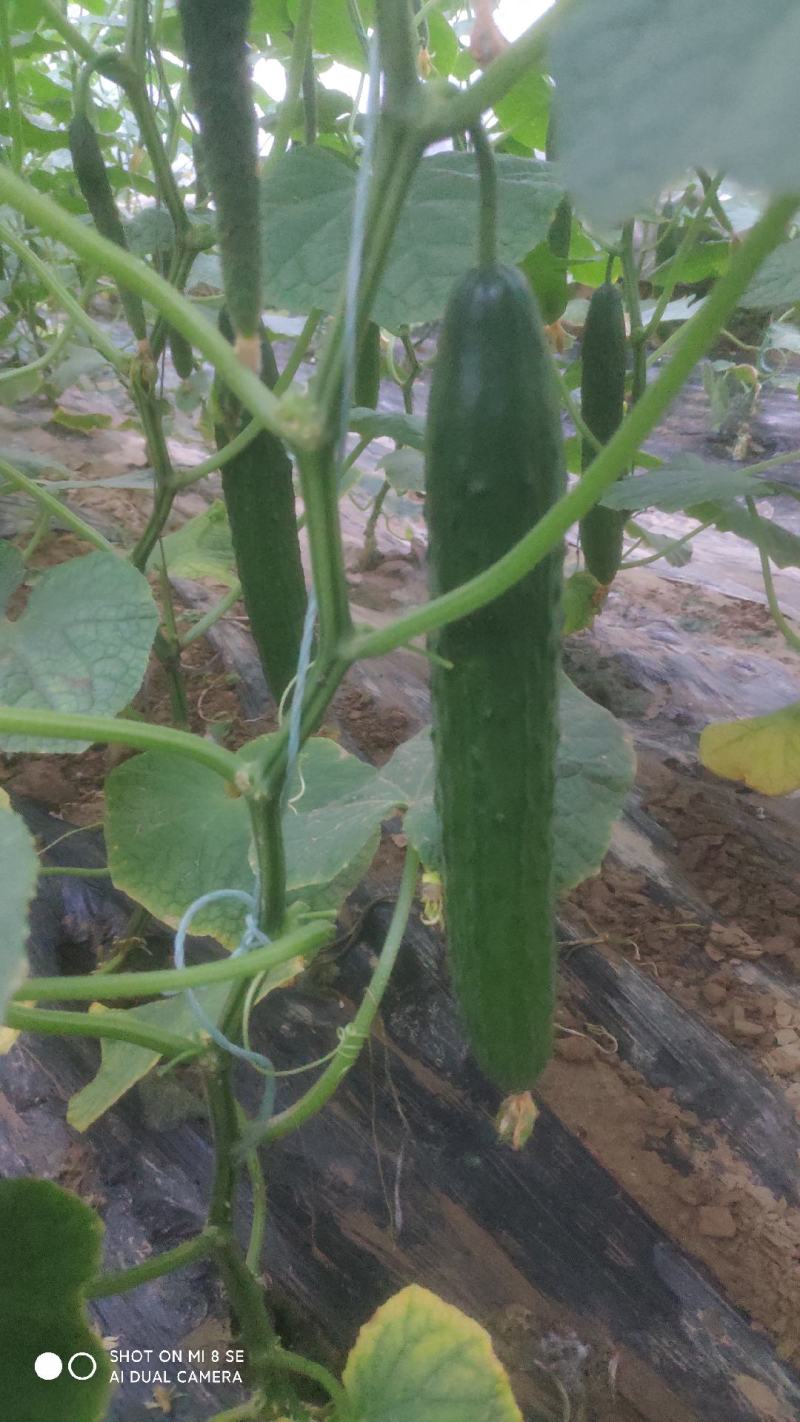 黄瓜短条中条细条绿油亮黑油亮干花带刺鲜花带刺