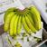 精品香蕉。各种高中低档香蕉，直供超市，电商，微商，批发商