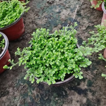 情人草，基地直销，欢迎来挑来选。，保质保量