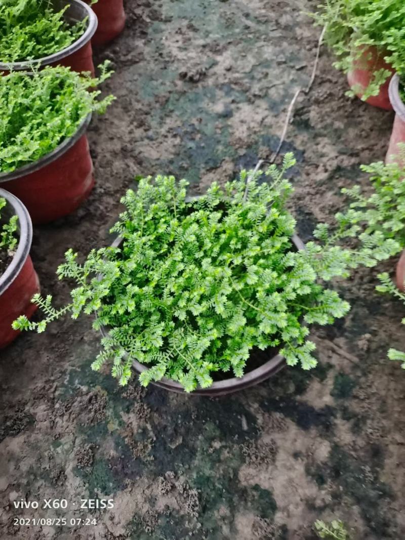 情人草，基地直销，欢迎来挑来选。，保质保量