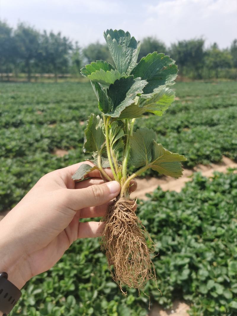 甜宝草莓苗脱毒甜宝草莓苗假植苗保证成活率