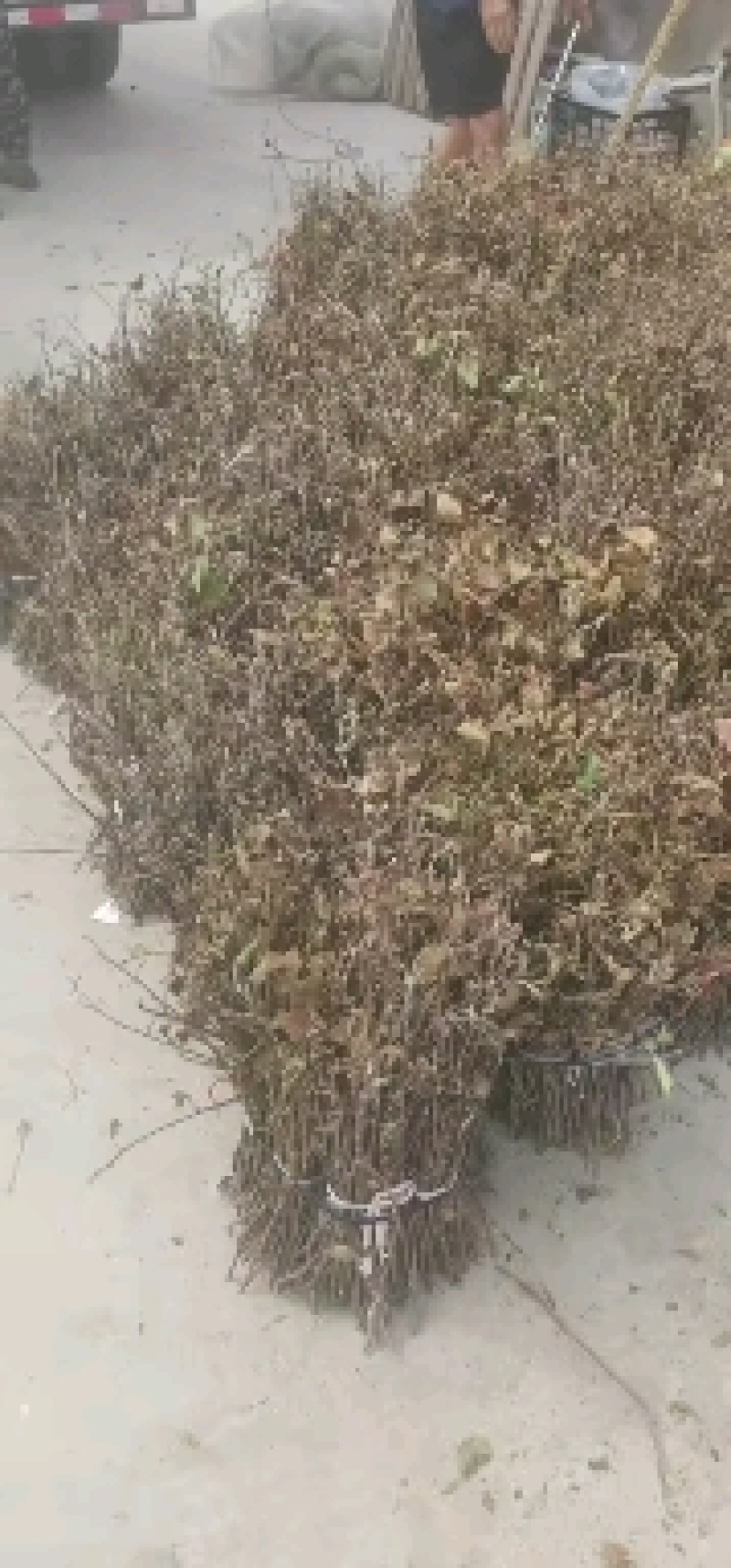 特种养殖