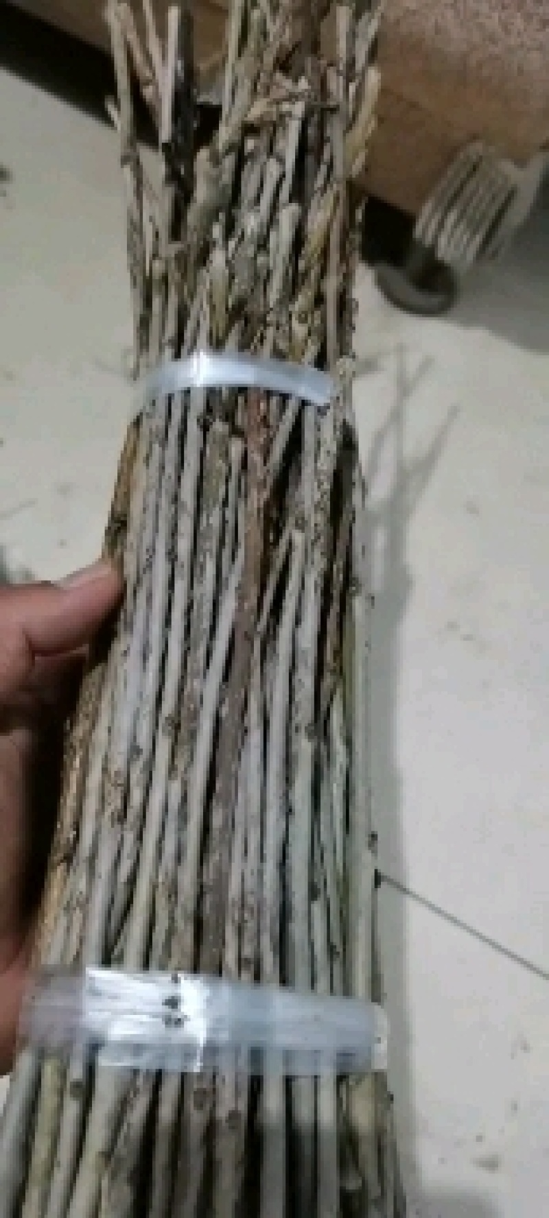 特种养殖