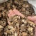 川芎无硫川芎无杂质产地直发可包检