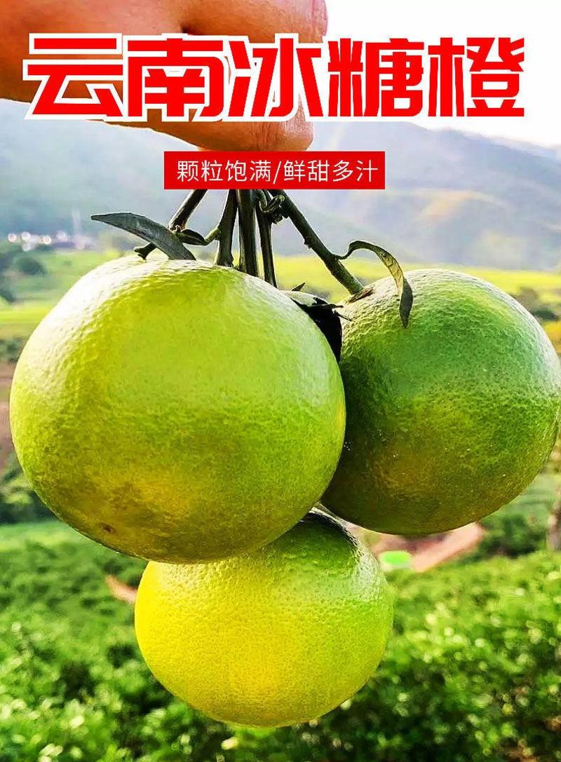 云南高原独有的绿皮冰糖橙橙子