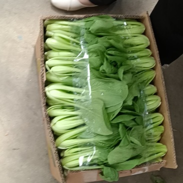 青菜