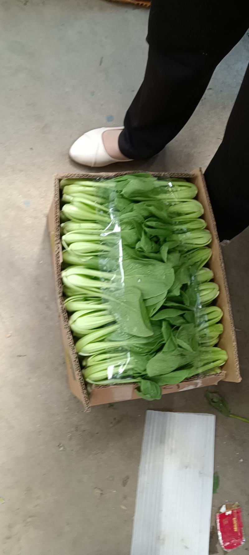 青菜