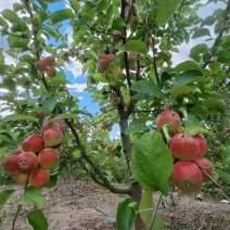 赤峰123苹果