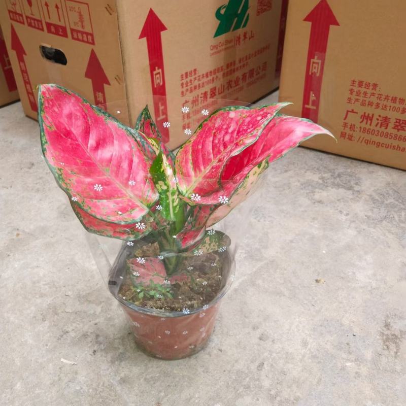 红如意万年青盆栽如意皇后彩叶粗肋草室内花卉绿植