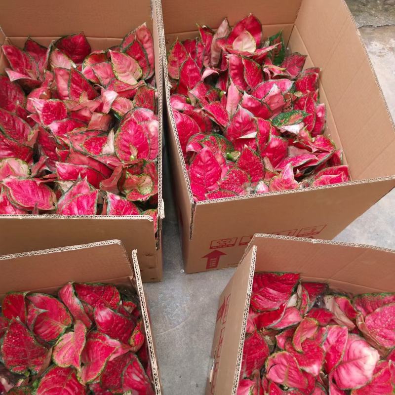 红如意万年青盆栽如意皇后彩叶粗肋草室内花卉绿植