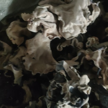 木耳
