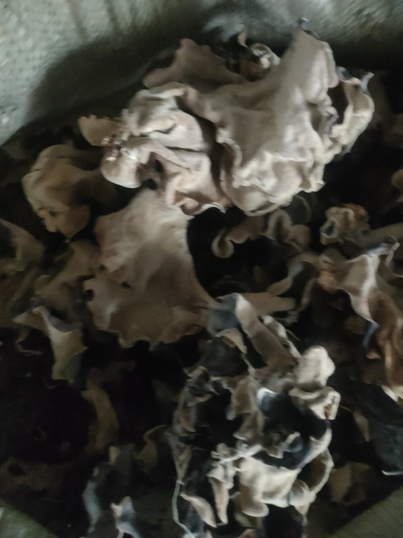 木耳