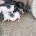 带肚一胎二胎巴马香猪后备母猪小猪仔种苗