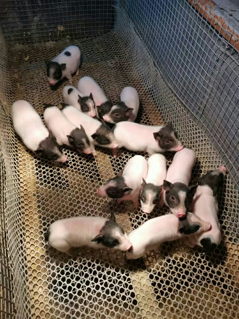 带肚一胎二胎巴马香猪后备母猪小猪仔种苗