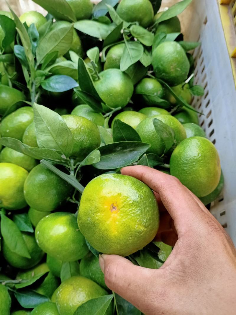特早蜜橘准备大量上市，有需要的可以过来，了解了解，考察