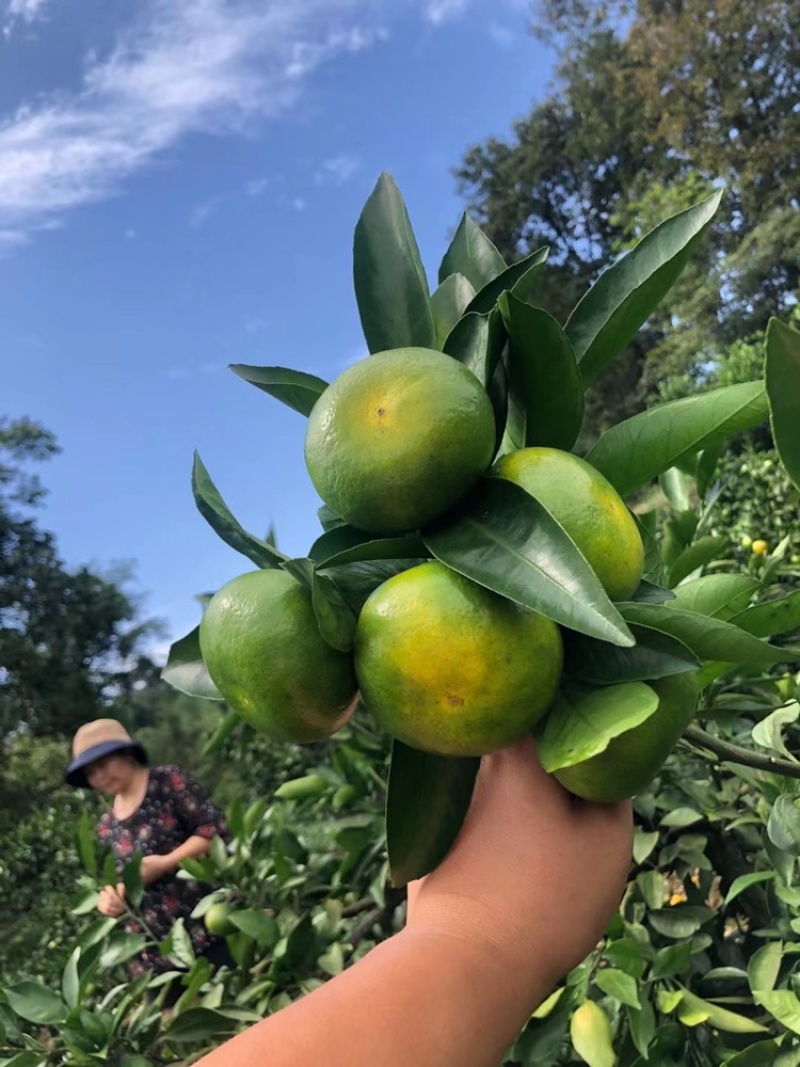 推荐湖北特早蜜橘正宗蜜桔产地批发量大从优全国发货
