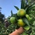 推荐湖北特早蜜橘正宗蜜桔产地批发量大从优全国发货