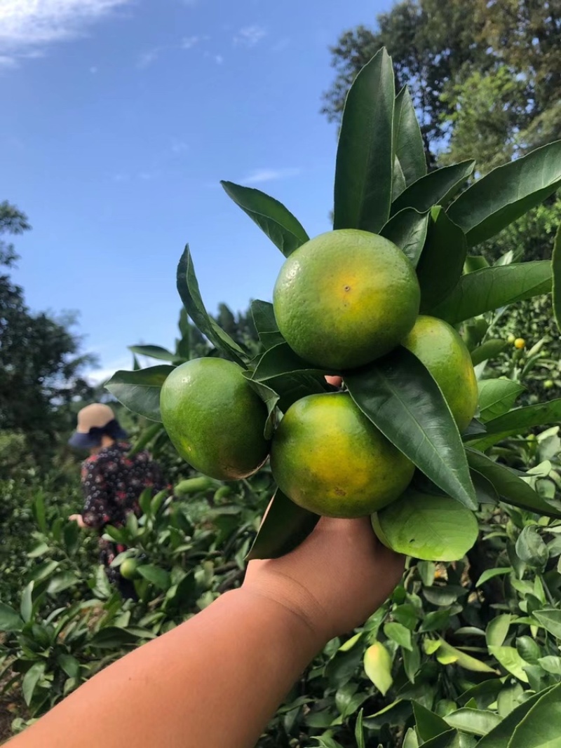 推荐湖北特早蜜橘正宗蜜桔产地批发量大从优全国发货