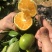推荐湖北特早蜜橘正宗蜜桔产地批发量大从优全国发货
