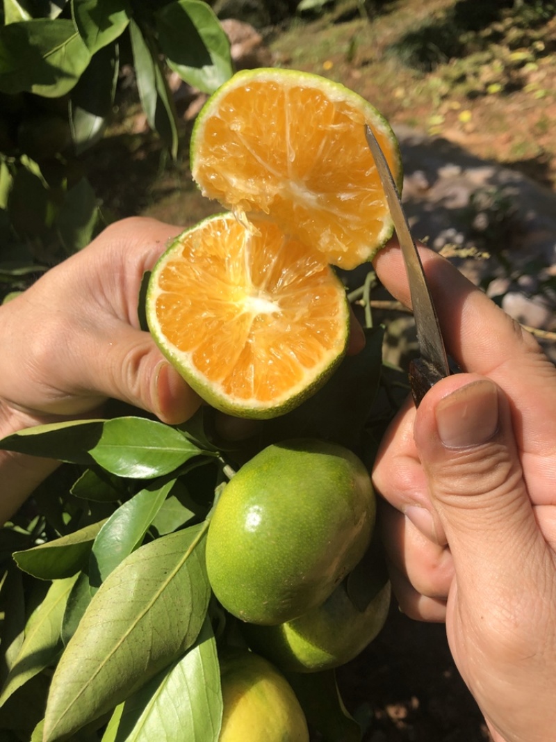 推荐湖北特早蜜橘正宗蜜桔产地批发量大从优全国发货