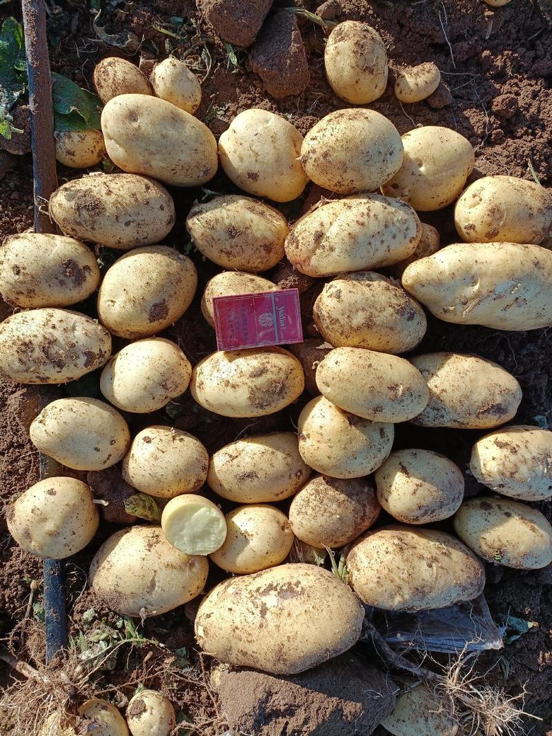 【希森土豆】武川土豆产地一手货源对接全国市场电商