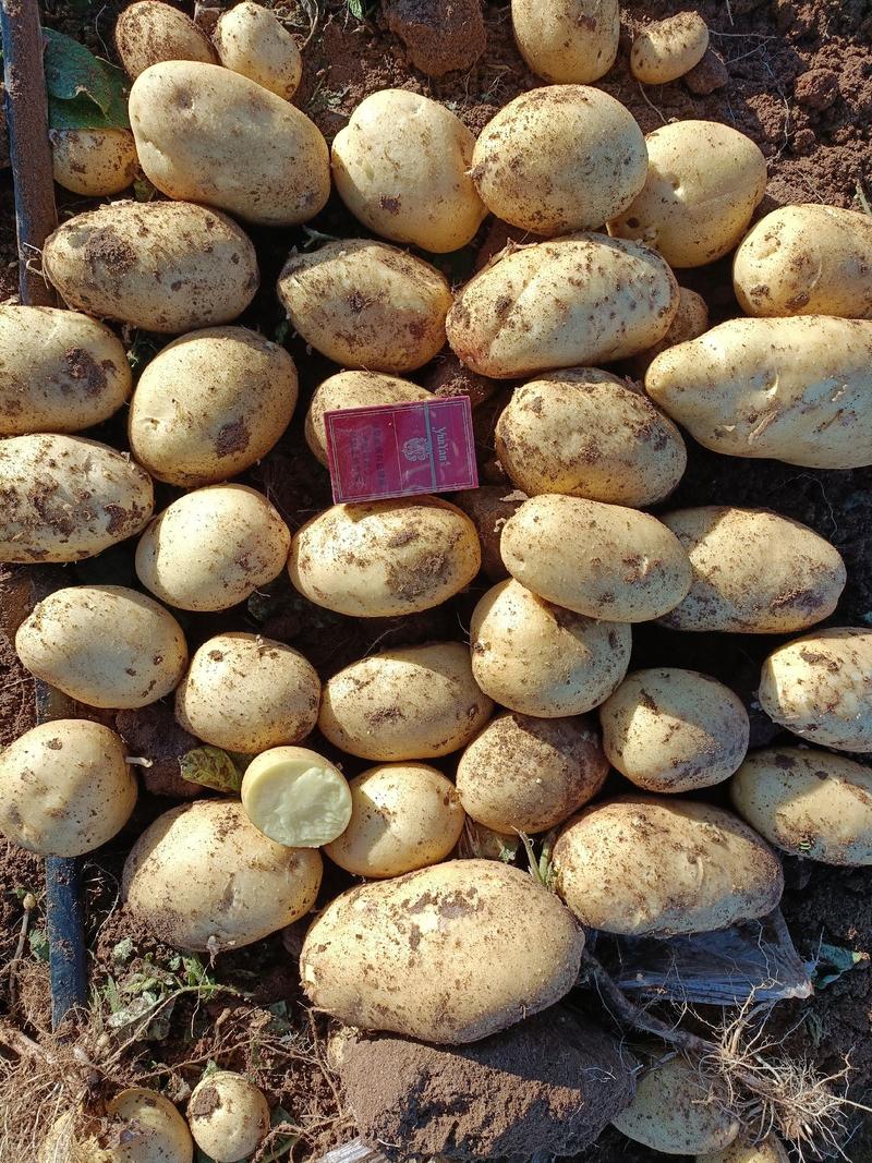 【希森土豆】武川土豆产地一手货源对接全国市场电商