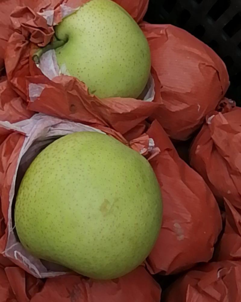 青皮皇冠梨大量上市量大从优