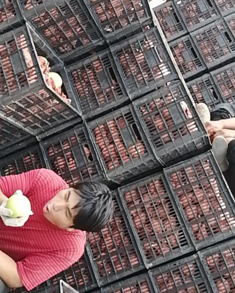 青皮皇冠梨大量上市量大从优
