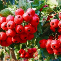 山楂大金星，蜜饯，山楂片，打浆果，