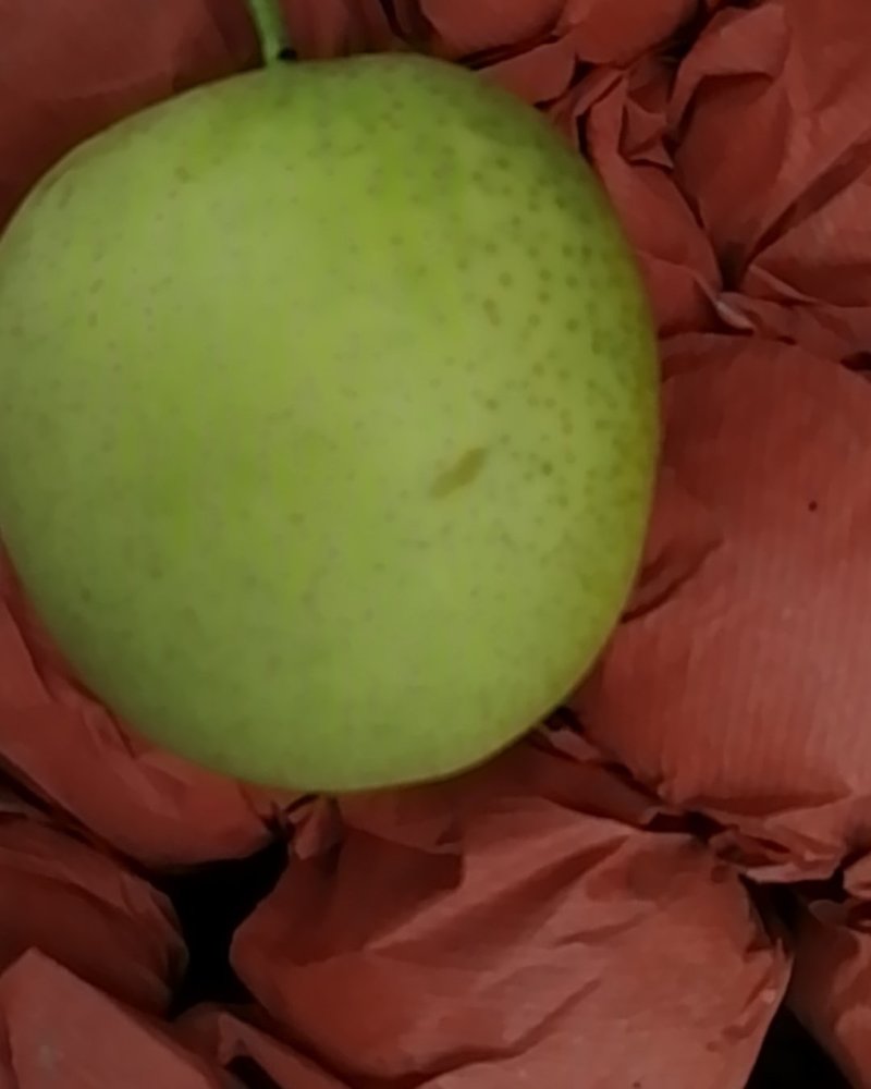 青皮皇冠梨大量上市量大从优