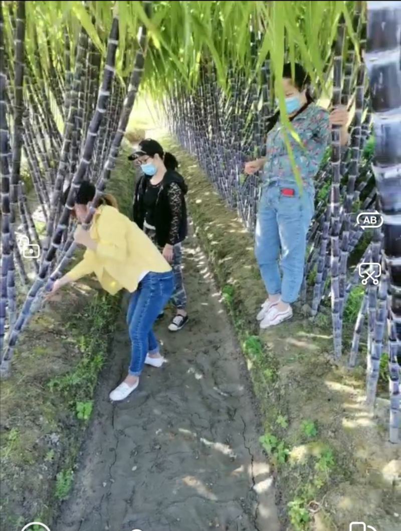 广西黑皮甘蔗产地批发诚信为本有便宜回程车